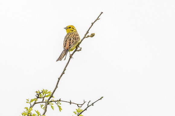 Yellow hammer - Dunstable Downs