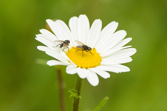 Flies - Ashridge