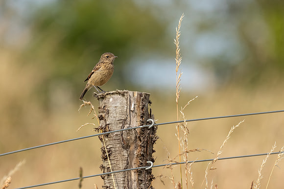 Stonechat - Dunstable Downs