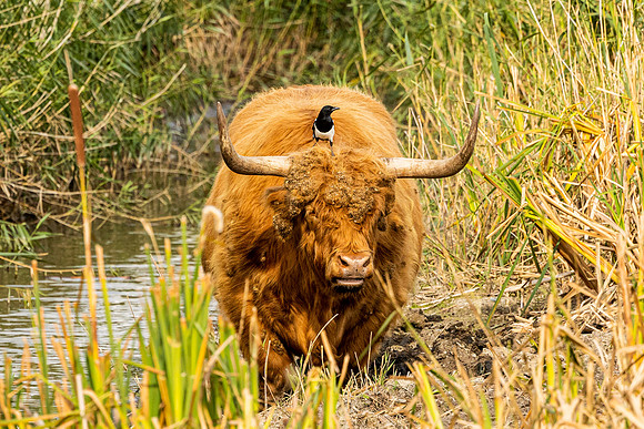 Highland Cattle and Magpie - Wicken Fen