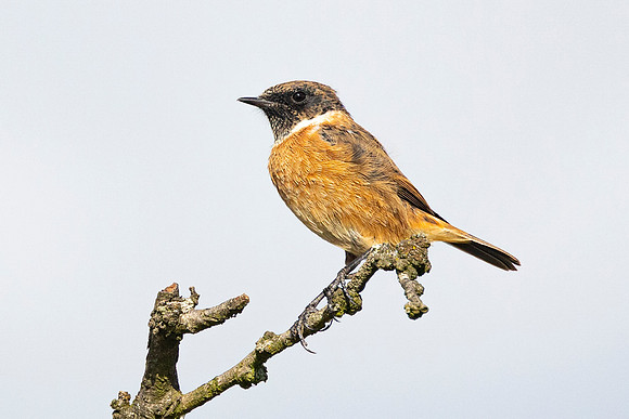 Stonechat - Dunstable Downs