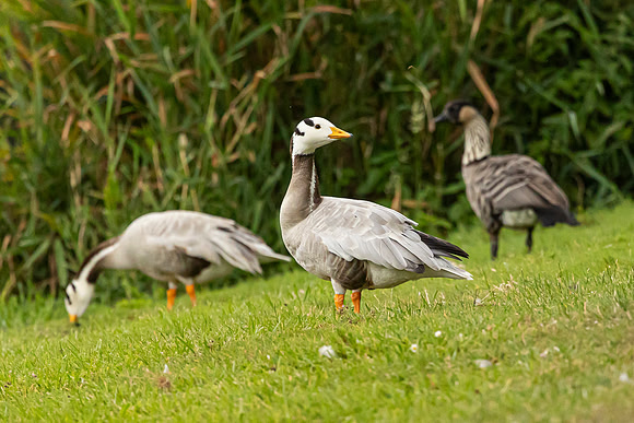 Bar-Headed Goose - West Wycombe