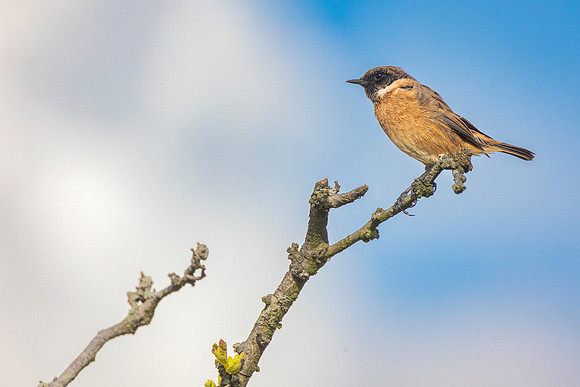Stonechat - Dunstable Downs