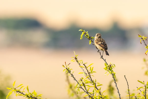 Stonechat - Ashridge