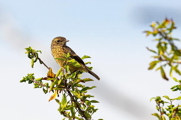 Stonechat - Dunstable Downs