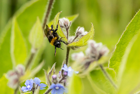 Bee - Dunstable Downs