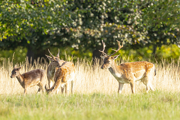 Deer - Charlecote