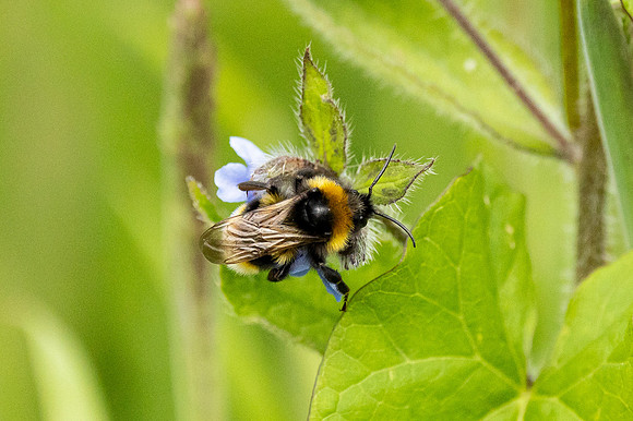 Bee - Dunstable Downs