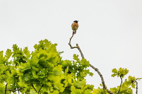 Stonechat - Dunstable Downs