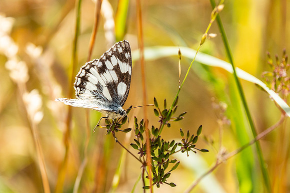 Marble White - Dunstable Downs
