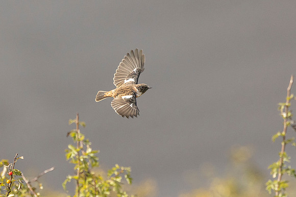 Stonechat - Dunstable Downs
