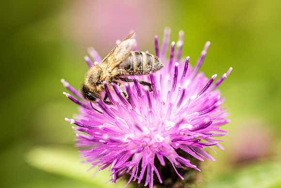 Bee