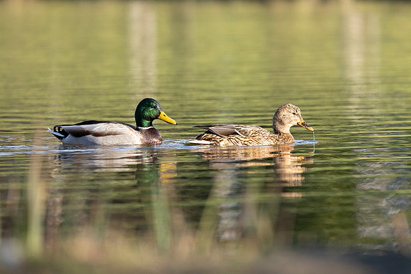 Mallards