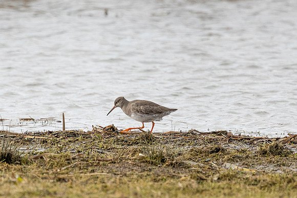 Redshank - WT Summer Leys