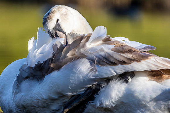 Young Swan