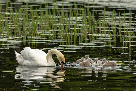 Swan and Young