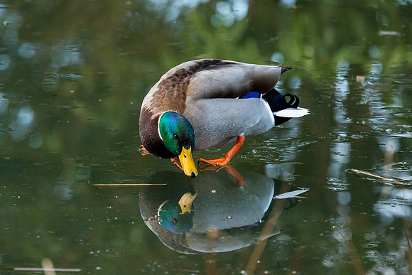 Mallard on Ice