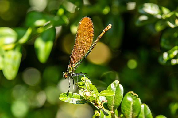 Damselfly