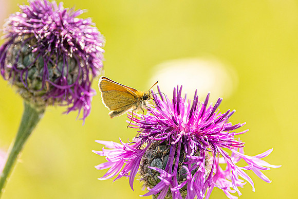Skipper - Dunstable Downs