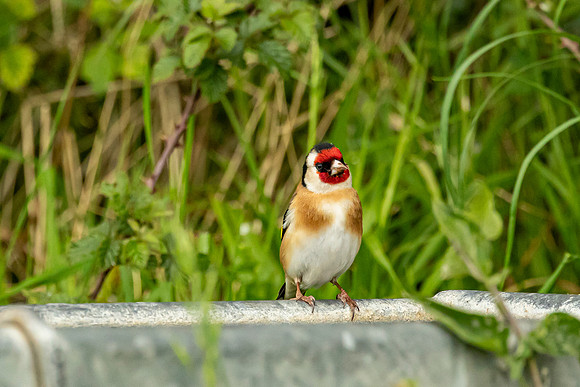 Goldfinch - Dunstable Downs