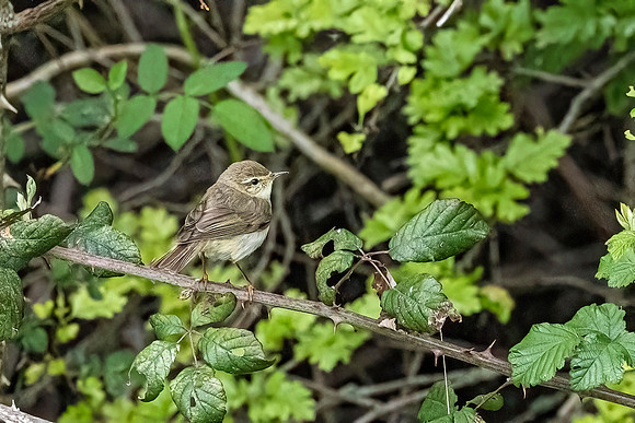 Chiff Chaff - Dunstable Downs