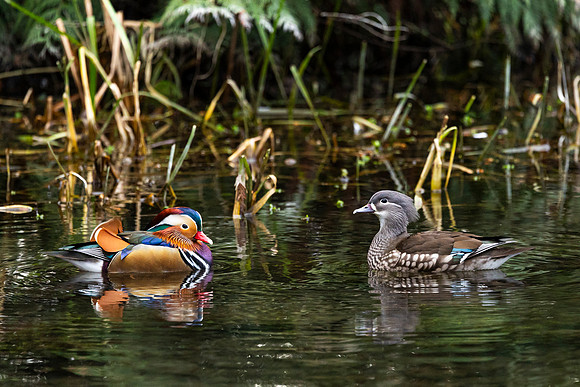 Mandarin Duck (Male & Female) - Wendover Canal