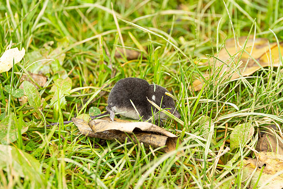 Water Vole