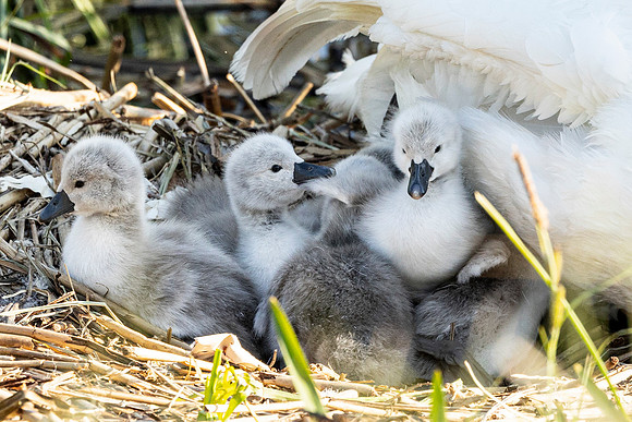 Signets
