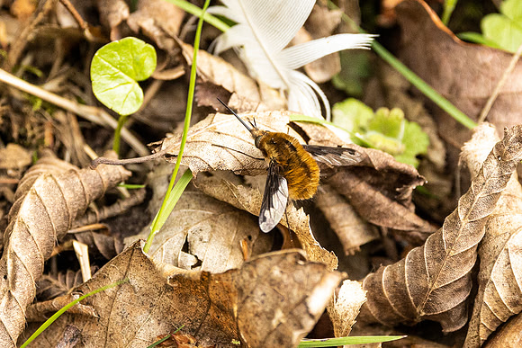 Bee Fly