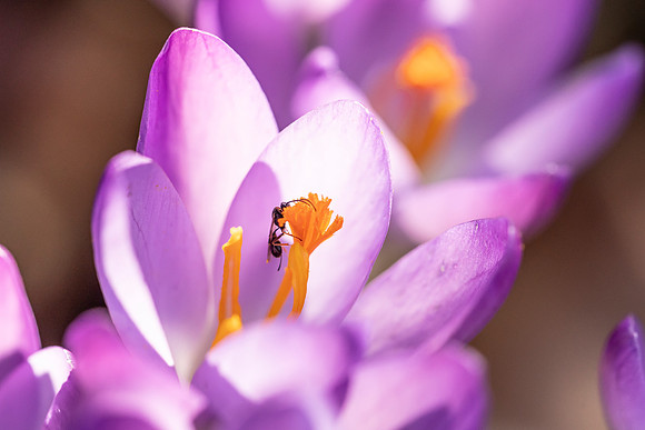 Ant