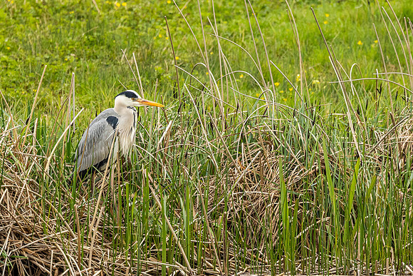 Heron