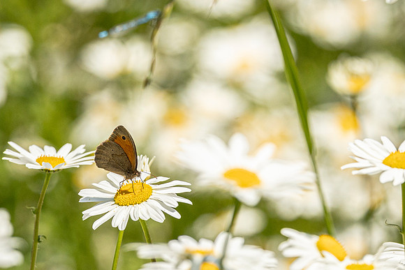 Meadow Brown and Daisies