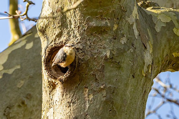 Nuthatch