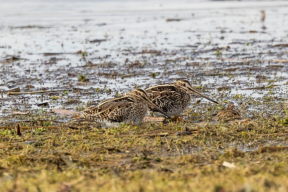 Snipe - WT Summer Leys