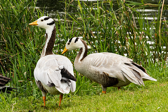 Bar-Headed Goose - West Wycombe