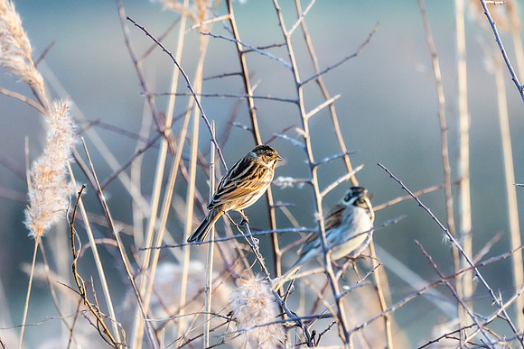 Reed Bunting - RSPB Otmoor