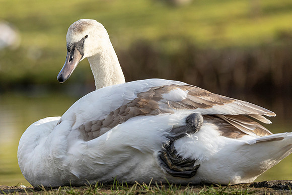 Yound Swan