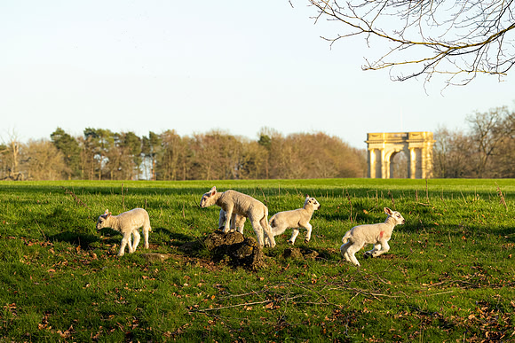 Lambs