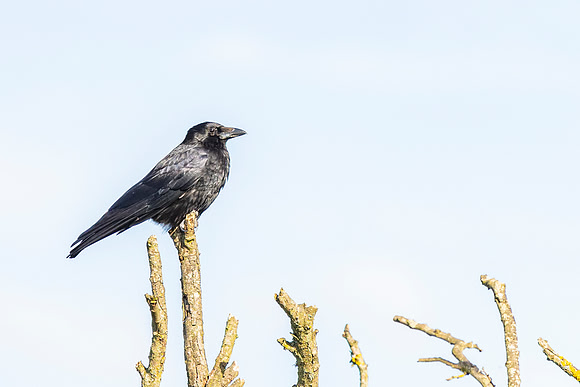 Crow - Wicken Fen