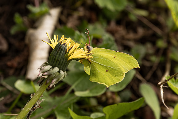 Brimstone