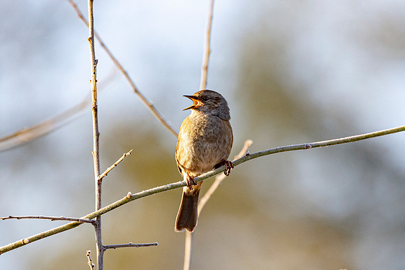 Dunnock
