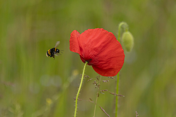 Bee and Poppy