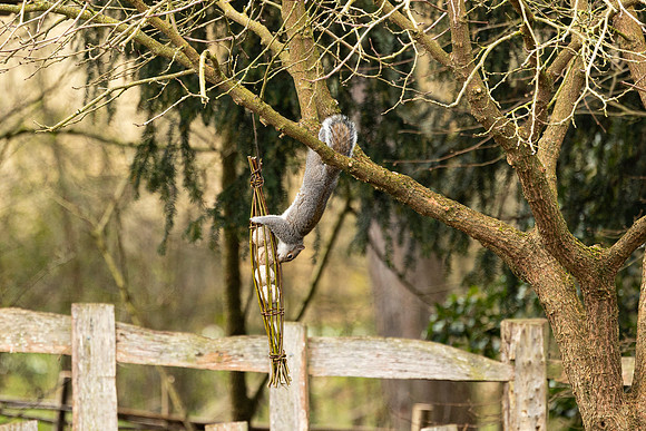 Squirrel