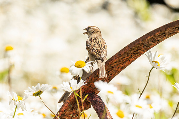 Sparrow - Wimpole