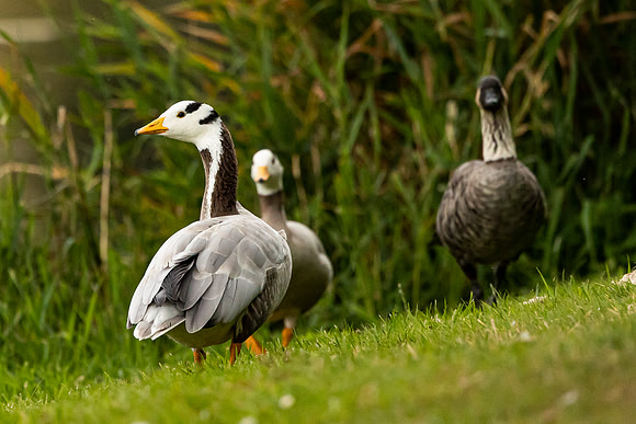 Bar-Headed Goose - West Wycombe