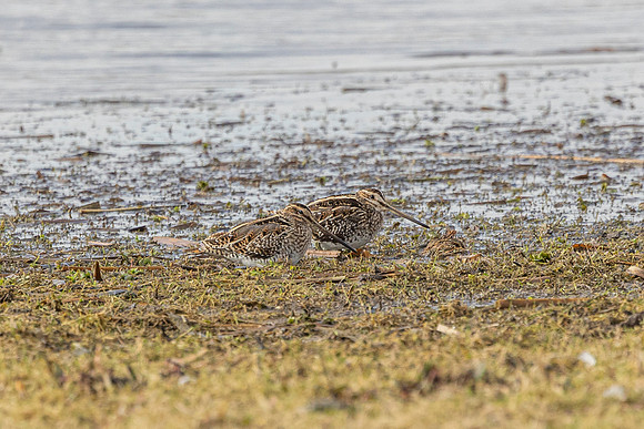 Snipe - WT Summer Leys