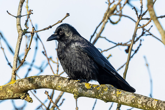 Crow - WT Wilstone