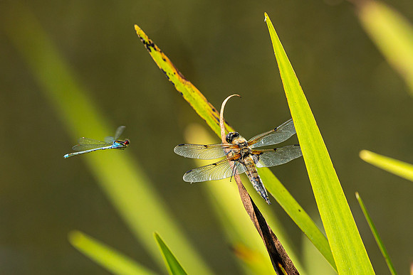 Damselfly and Dragonfly