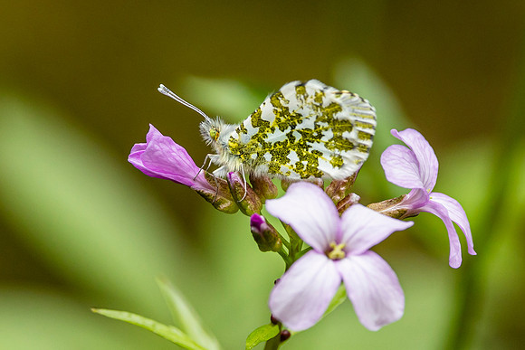 Orange Tip