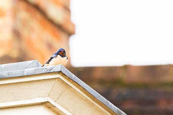 Swallow at New Inn